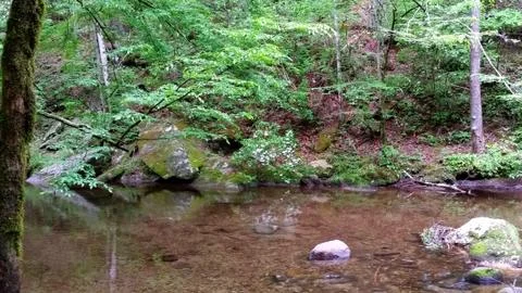 Mountain Laurel Stream (2) Stock Photos