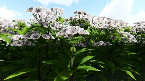 Mountain Laurel White Video stock 339458283