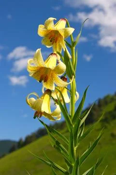 Mountain lily Stock Photos