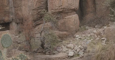 Mountain Lion aka Cougar Walking in Desert in Slow Motion Video stock 123972910