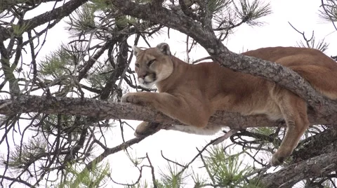 Mountain lion aka Cougar Wild Cat Resting Sleeping on Branch in Pine Tree Stock Footage 45551820