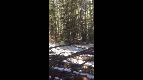 Mountain Lion Attack Stopped By Young Female Hunter, Gunnison, Colorado - 01 Nov Stock Footage 205326015