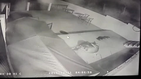 Mountain Lion Attacking Doberman, Tujunga, California, USA - 02 Mar 2015 Video stock 205313325