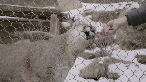 Mountain Lion Being Fed Quickly Biting Meat on Snowy Mountain in Colorado Stock-Footage 102416576