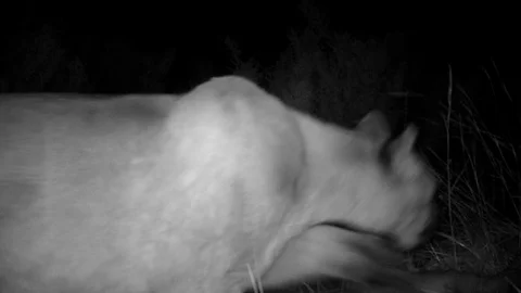 Mountain Lion by carcass of a dead deer at night Stock Footage 122415001