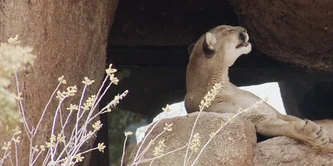 Mountain Lion, Cougar, yawning while resting on rock in desert, 4k Stock Footage 241867036