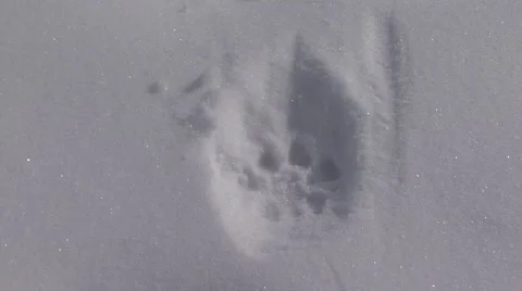 Mountain Lion Custer State Park Track Tracks Footprint Winter Snow Stock Footage
