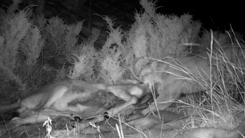Mountain Lion dragging carcass of dead buck Stock Footage 122415028