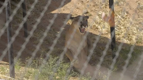 Mountain lion during feeding time Stock Footage 310751763