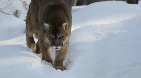 A mountain lion eats something in the snow. Stock Footage 55115379