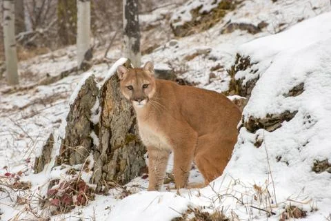 Mountain Lion emerging from between rocks in Winter in the Snow Stock Photos
