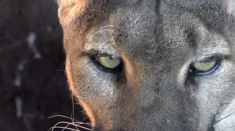 Mountain Lion Face Close Up Stock Footage