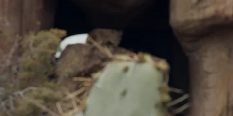 Mountain Lion, focus shift from prickly pear, in desert, 4k Stock Footage 241866995