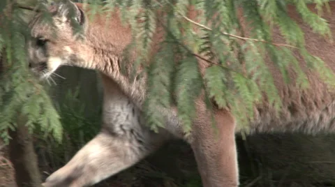 Mountain Lion in the Forest Video stock 46658920