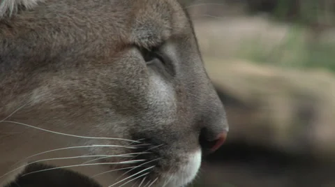 Mountain Lion on the Hunt | Stock Video | Pond5