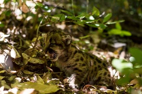 Mountain Lion Kitten Stock Photos