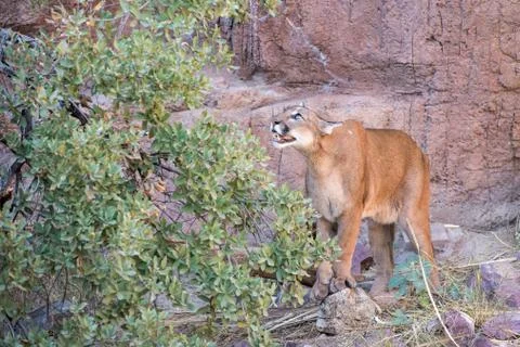Mountain Lion looking up into a Tree Stock Photos
