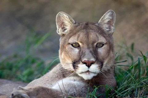 Mountain lion Foto stock