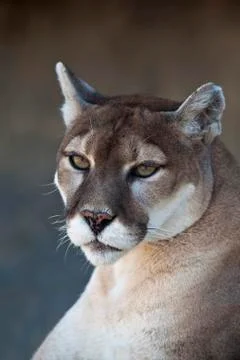 Mountain lion Foto stock