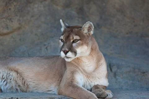 Mountain lion Foto stock