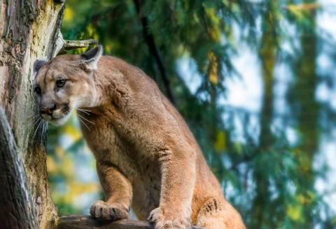 Mountain lion Stock Photos