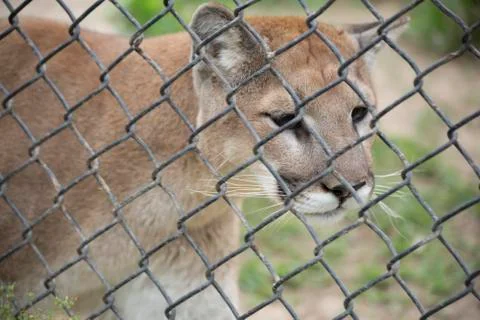 Mountain Lion Stock Photos