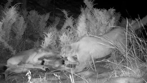 Mountain Lion pulling on deer carcass at night. Stock Footage 122414994