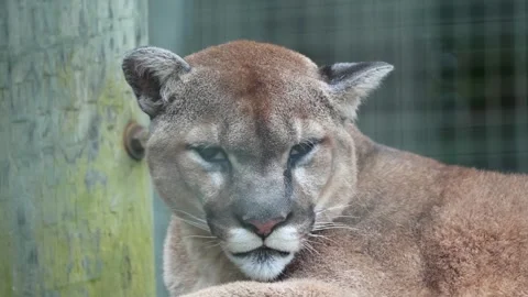 Mountain Lion Resting with Head Lowered, Close-Up Stock Footage 342532087