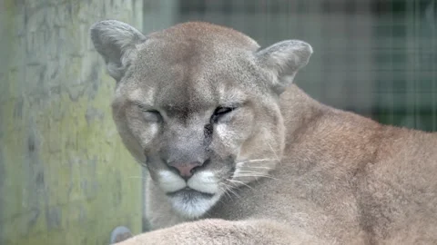 Mountain Lion Resting with Head Lowered, Close-Up Portrait Stock Footage 342573480