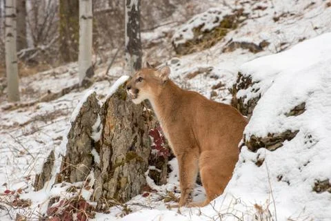 Mountain Lion Sitting Between Large Rock Grouping in the Snow in Winter Stock Photos