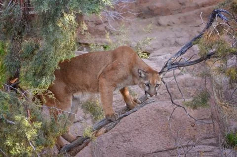 Mountain Lion up in a Tree Stock Photos
