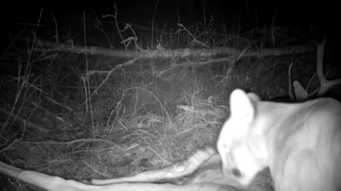 Mountain Lion Tugging on Deer Carcass-2 Stock Footage 122452130