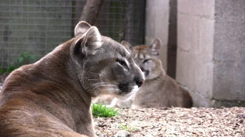 Mountain lion turning head Stock Footage 22762020