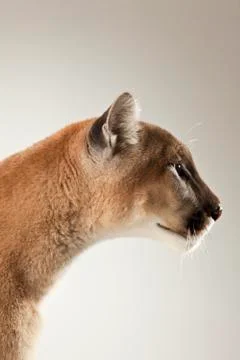 Mountain Lion on White Background Stock Photos