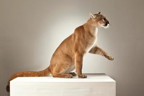 Mountain Lion on White Background Stock Photos