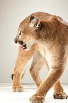 Mountain Lion on White Background Stock Photos