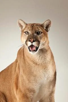 Mountain Lion on White Background Stock Photos