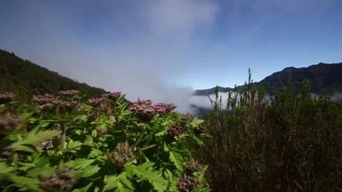 Mountain of Madeira Stock Footage 142129953