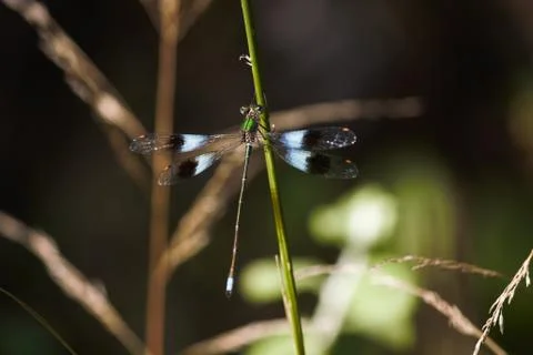 Mountain Malachite Damselfly On Grass Stem (Chlorolestes fasciatus) Stock Photos