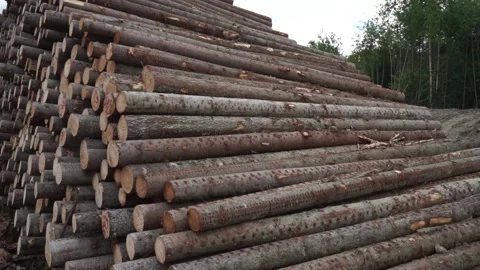 A mountain of many logs Stock Footage 159516042