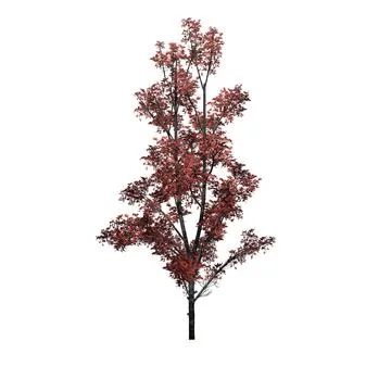 Mountain Maple tree in autumn - isolated on white background Stock Illustration