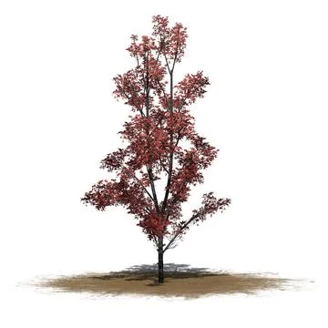 Mountain Maple tree in autumn on a sand area - isolated on white background Stock Illustration