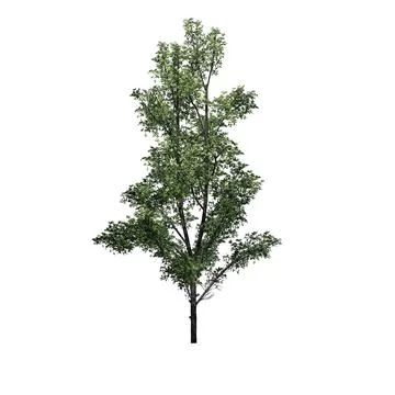 Mountain Maple tree - isolated on white background Illustrazione stock