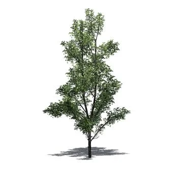 Mountain Maple tree with shadow on the floor - isolated on white background Illustrazione stock