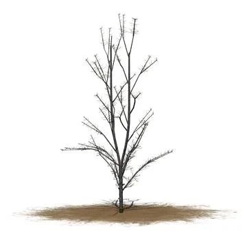 Mountain Maple tree in winter on sand area - isolated on white background Иллюстрация