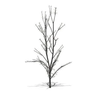 Mountain Maple tree in winter with shadow on the floor on white background Stock Illustration