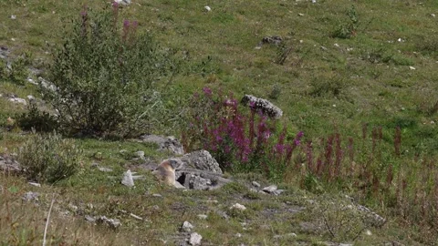 Mountain marmot sitting in front of its den entrance, wildlife establisher Stock Footage 348329306
