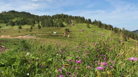A mountain meadow 4 Stock Footage 92844554