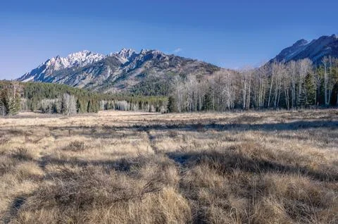 Mountain Meadow in Banff Stock Photos