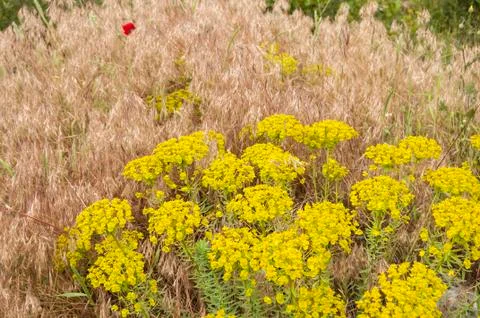 Mountain meadow closeup Foto stock